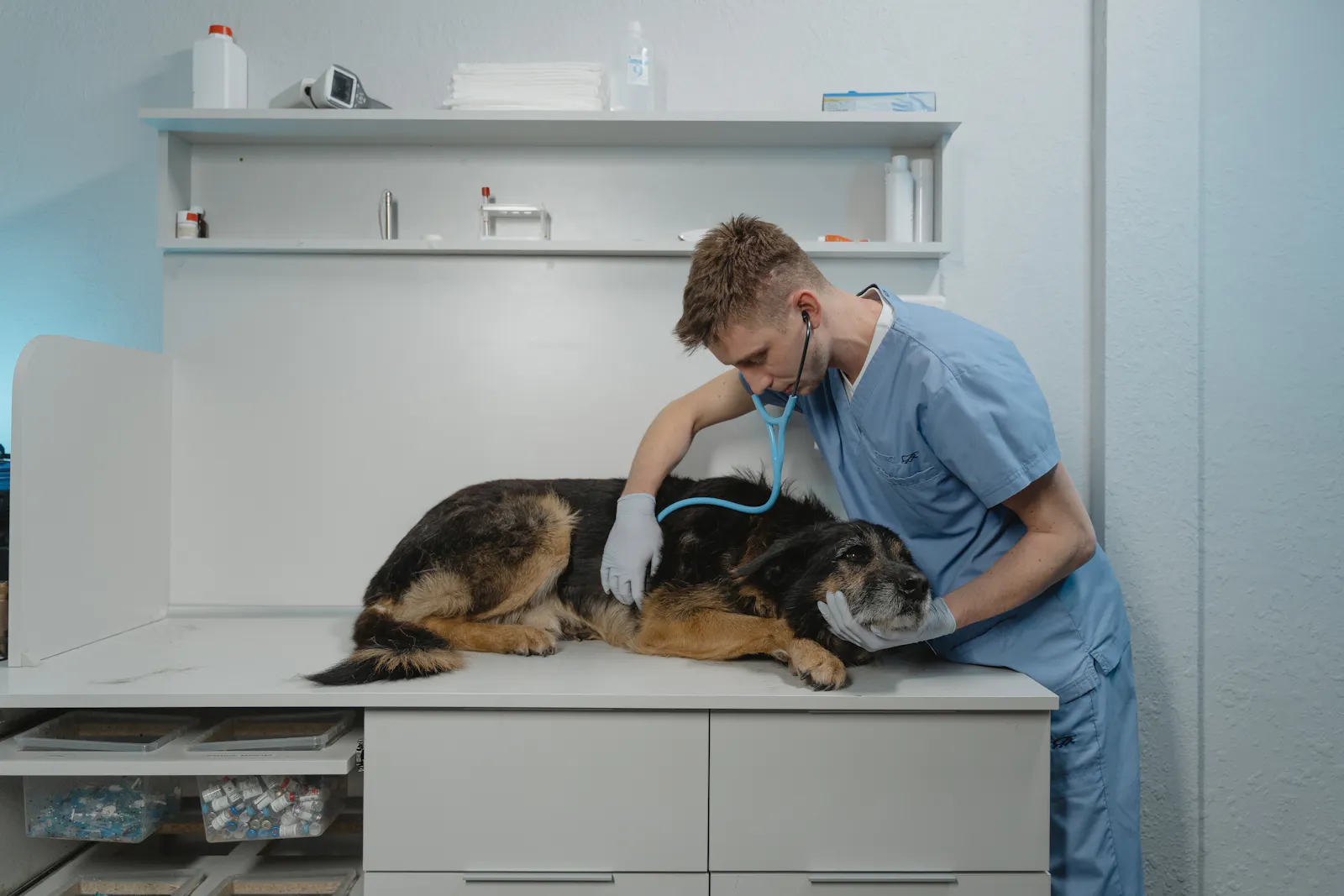 Veterinarian listening carefully to a relaxed dog during a gentle checkup