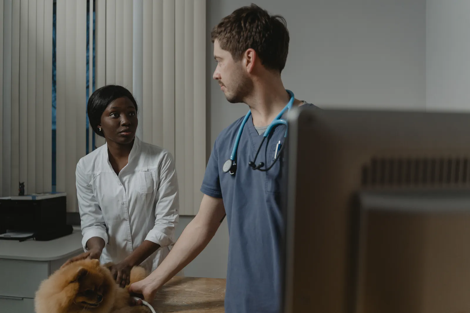 Veterinary team working together while caring for a small dog in the clinic