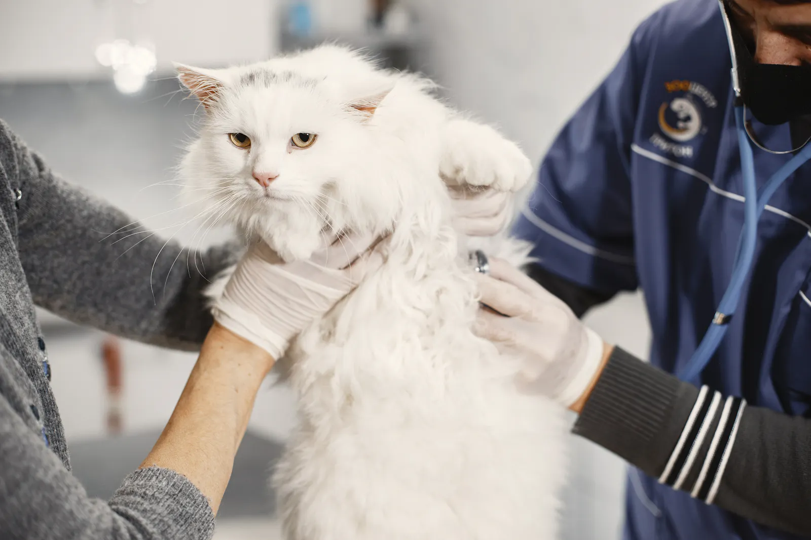 Veterinarian carefully examining a white cat during a routine pet checkup