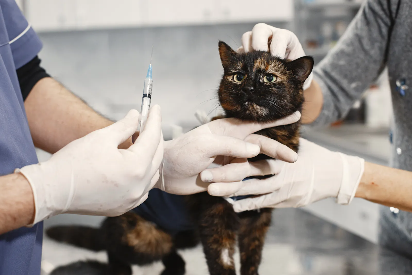 Veterinary team preparing a calm cat for a routine vaccination in a professional clinic setting