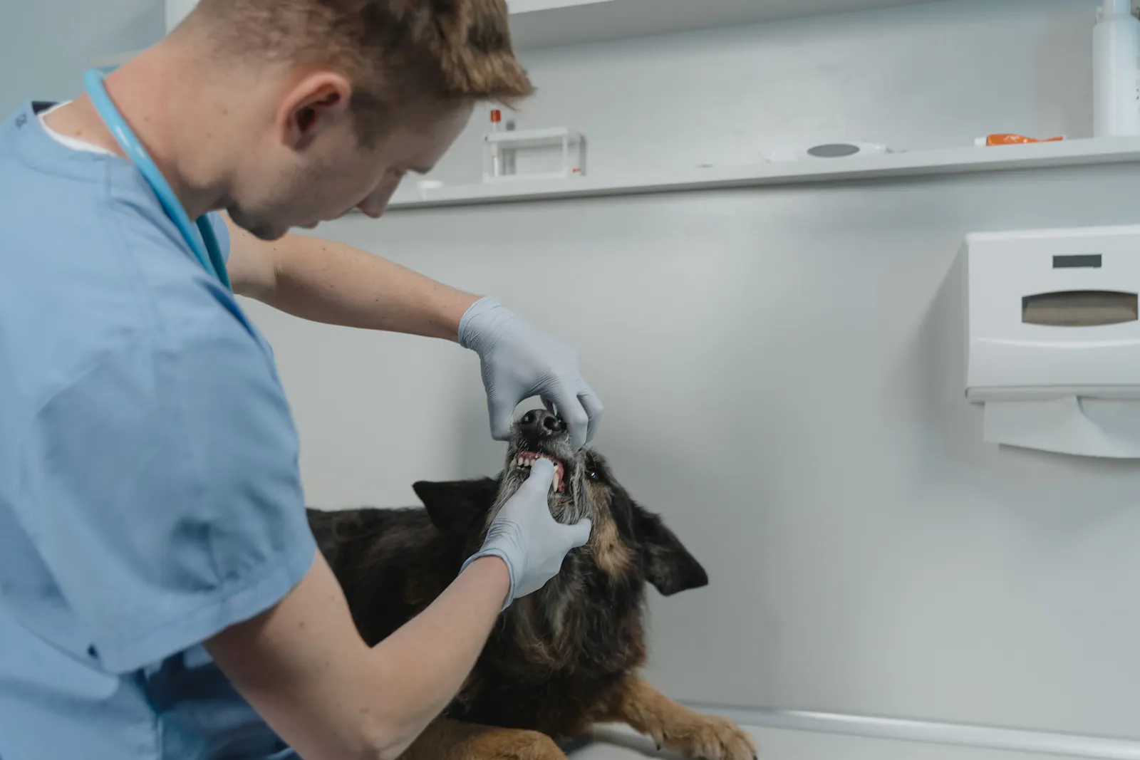 Veterinarian examining a dog's mouth during a professional consultation