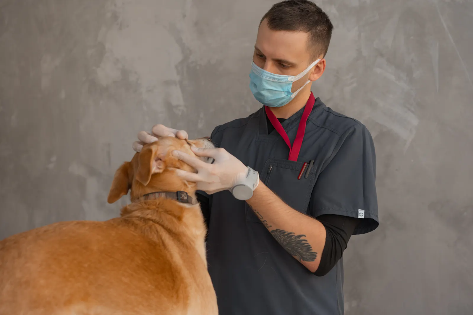 Veterinarian gently examining a dog's face during a careful health check