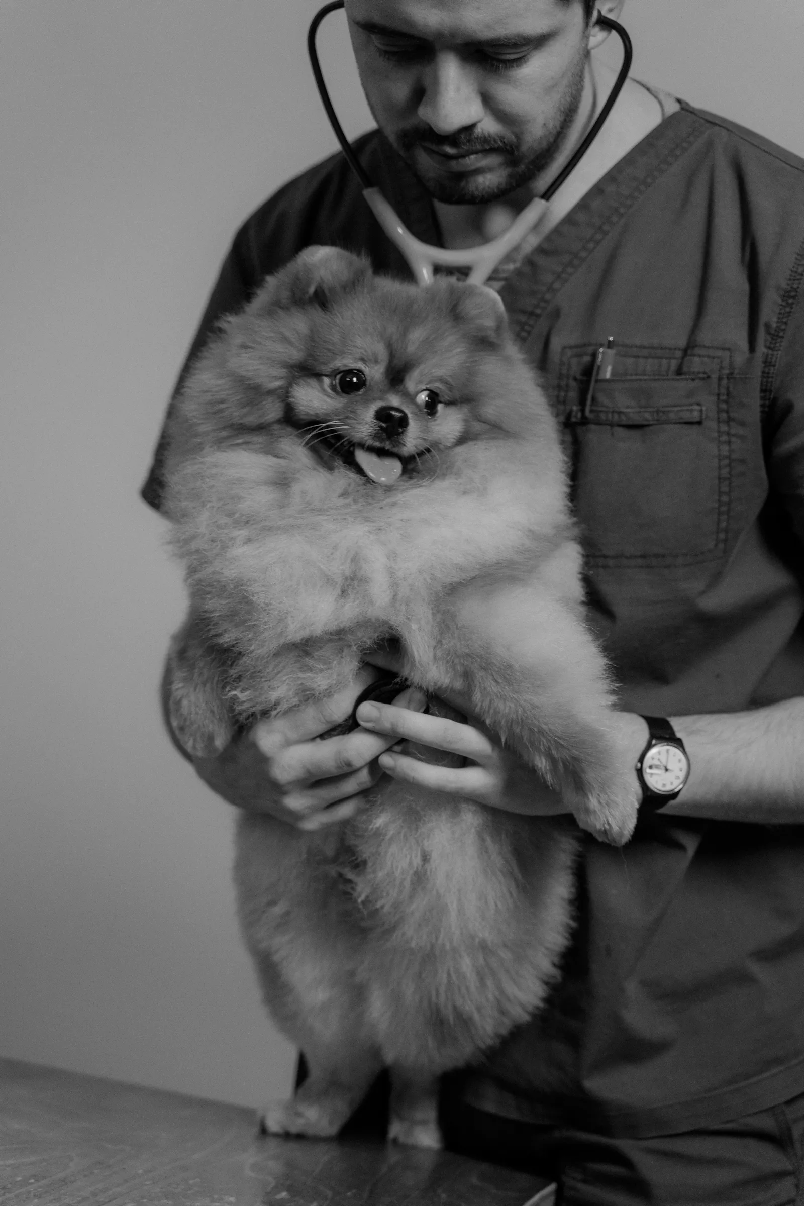 Lead veterinarian holding a fluffy dog in a relaxed clinic portrait